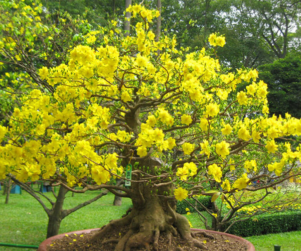 Top Flowers and Plants at Tet Holiday in Vietnam