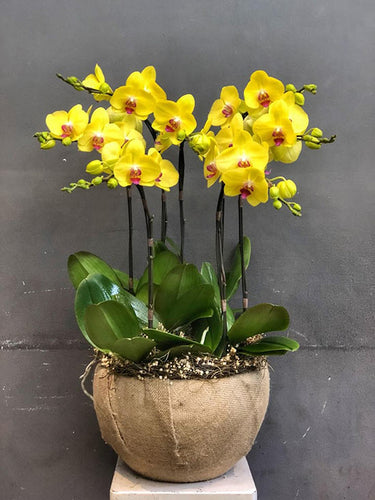 Traditional Flowers For Tet Holiday