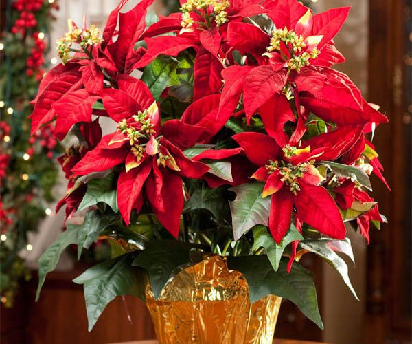 Popular flowers for Christmas and their meanings
