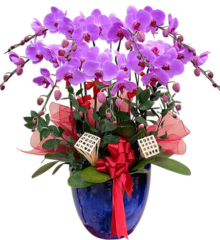 Elegant Orchid Gift Set Vietnamese Flowers