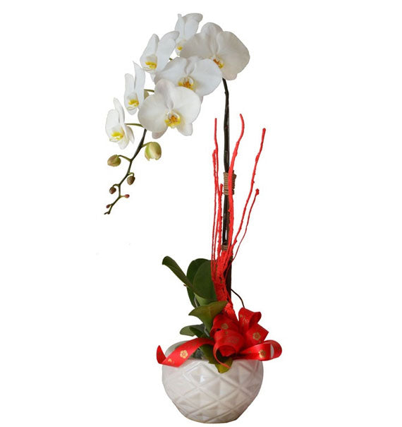 Potted Orchids For Mom 01