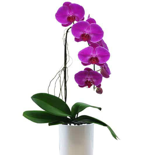Potted Orchids For Mom 04