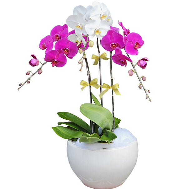 Potted Orchids For Mom 07