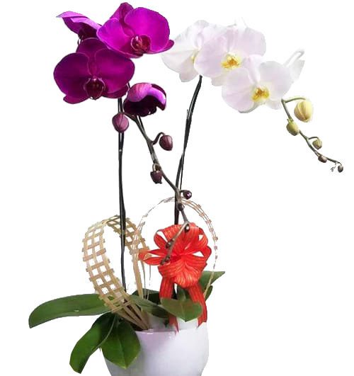 Potted Orchids For Mom 08