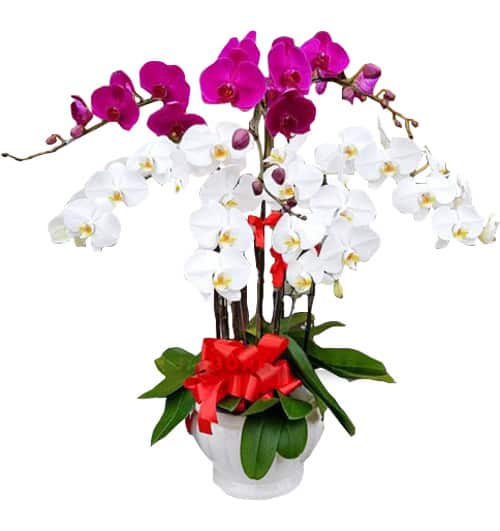 Potted Orchids For Mom 09