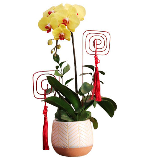 Potted Orchids For Mom 11