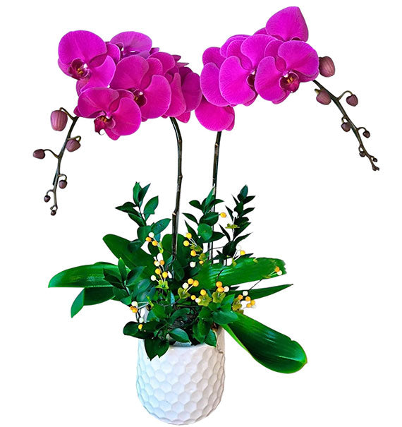 Potted Orchids For Mom 13
