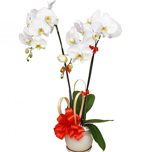 Potted Orchids For Mom 14