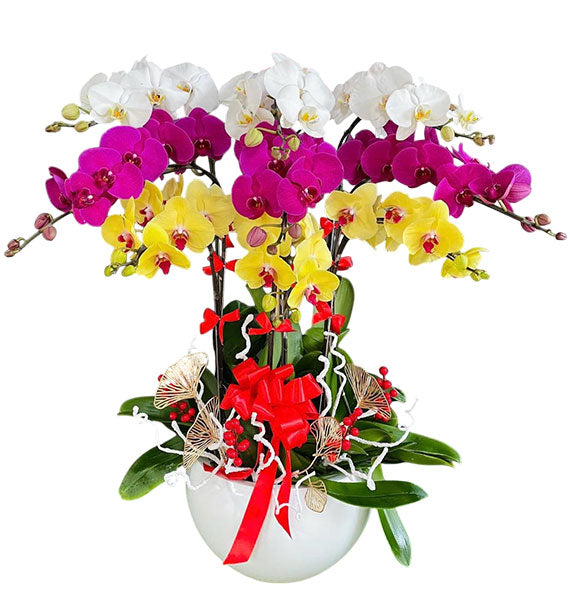 Potted Orchids For Mom 16