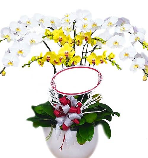 Potted Orchids For Mom 18