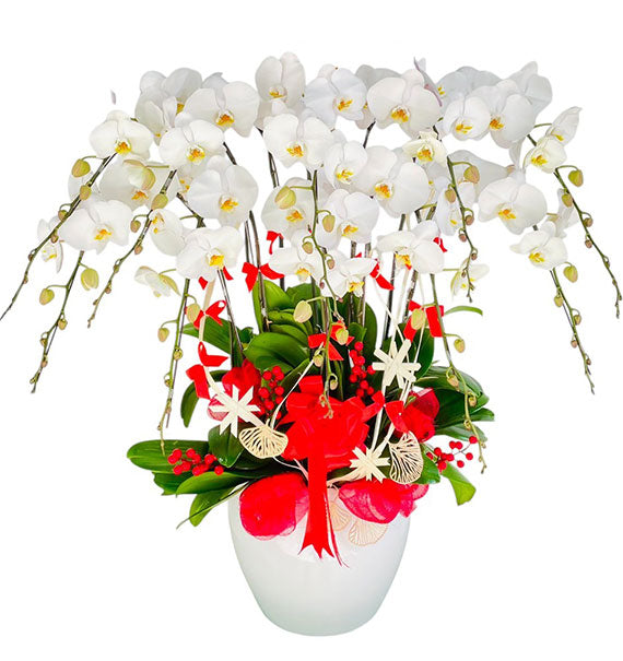Potted Orchids For Mom 22