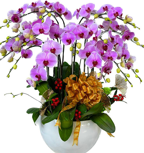 Potted Orchids For Mom 23
