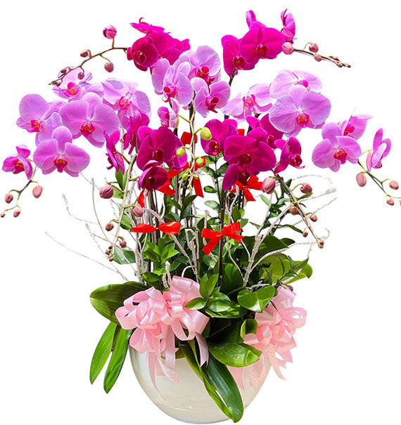 Potted Orchids For Mom 24