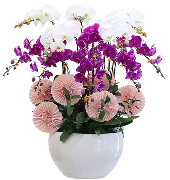 Potted Orchids For Mom 25