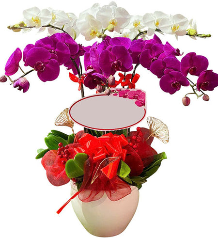 Pure Beauty Orchid Pot Vietnamese Flowers