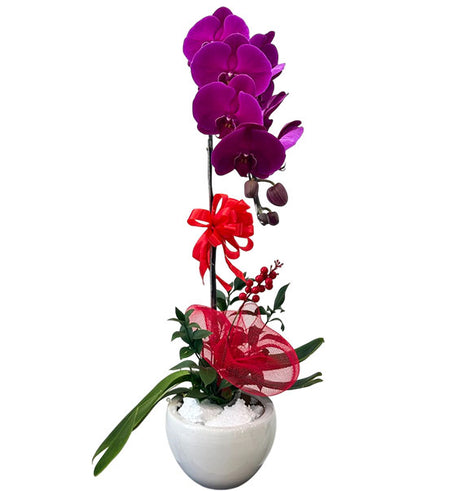 Purple Orchid Elegance Pot