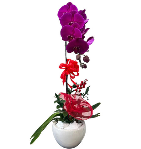 Purple Orchid Elegance Pot