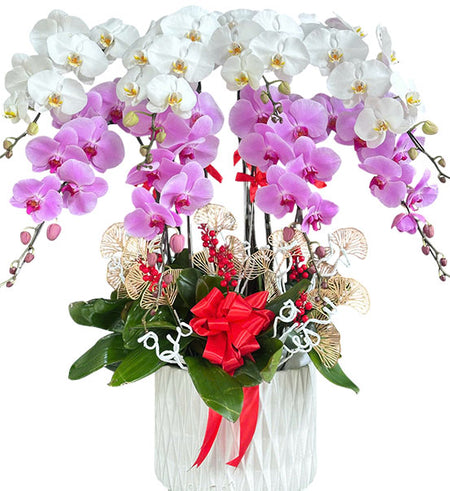 Royal Orchid Bloom Pot Vietnamese Flowers