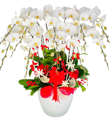 Timeless White Orchid Potted Vietnamese Flowers