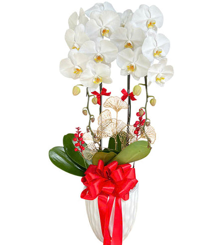 White Orchid Elegance Pot Vietnamese Flowers