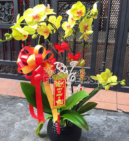 Tet Potted Orchids 06 - Vietnamese Flowers