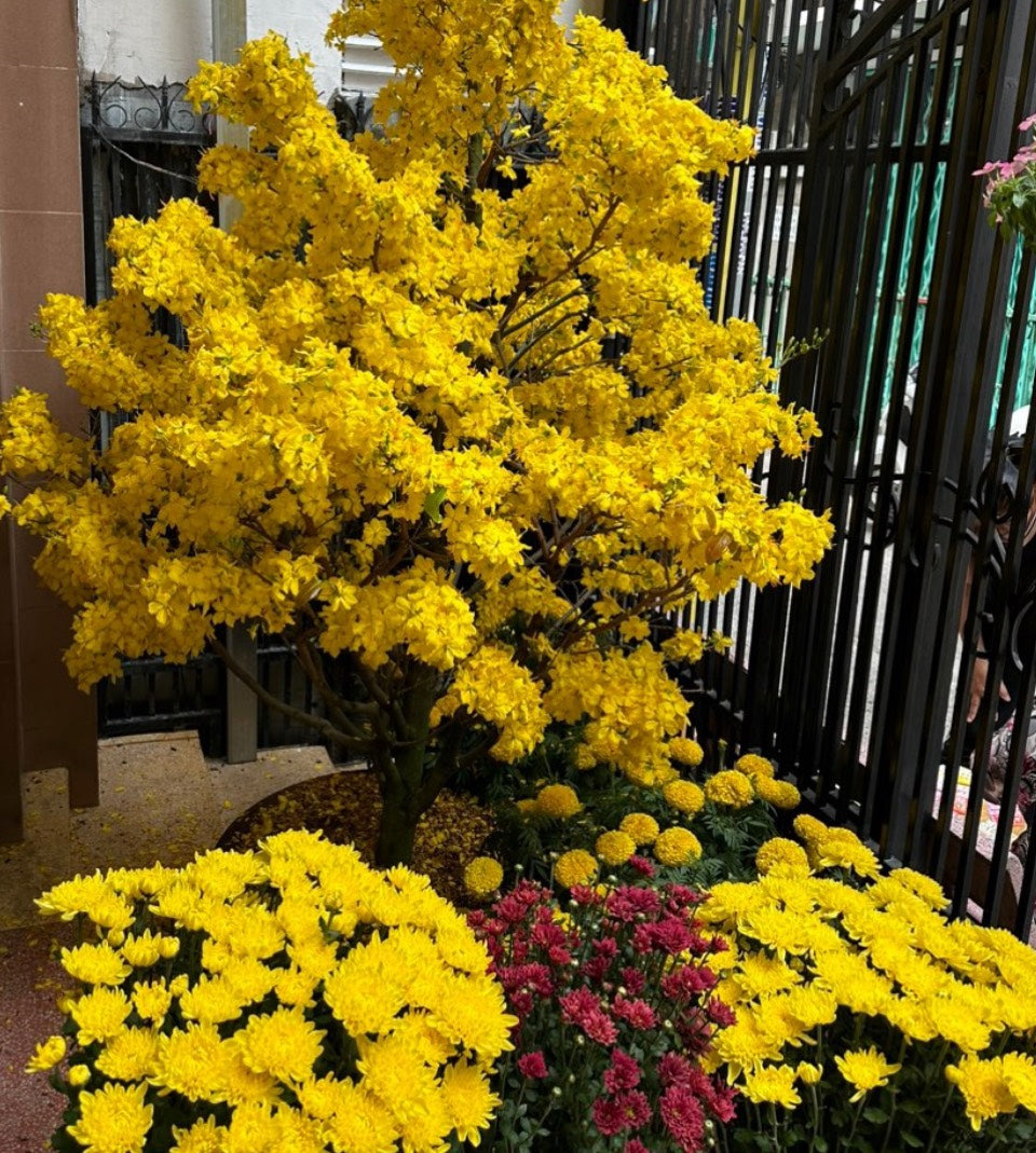 Flowers for Tet Festival Viet Nam | Vietnamese Flowers