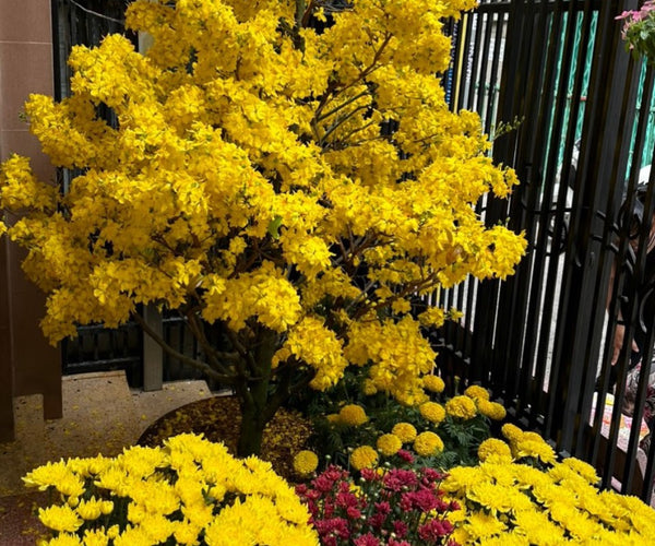 Flowers for Tet Festival Viet Nam