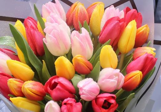 The Meaning & Symbolism of Tulip Flowers