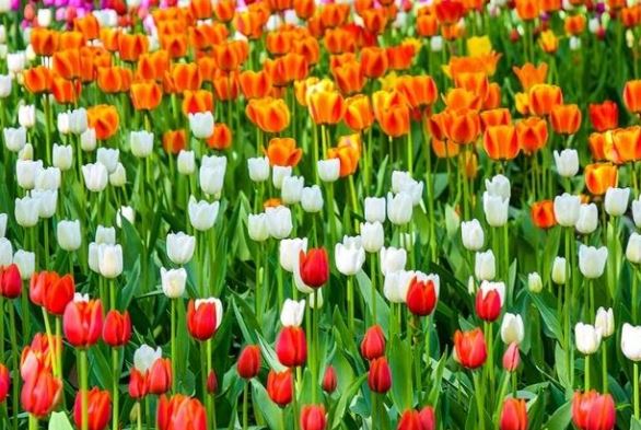 Tulip flower meaning - Origin and Origin
