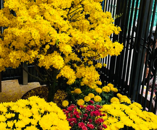 Vietnamese New Year flowers - Beauty of blooms of prosperity