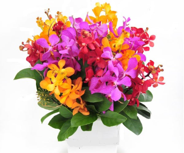 Send Orchids Flower To Vietnam