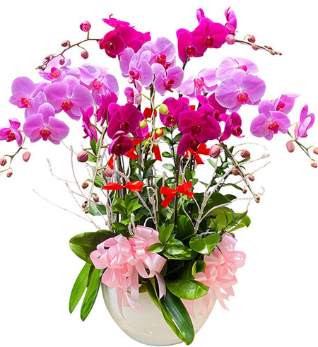 Blooming Potted Orchid for Mom Vietnam