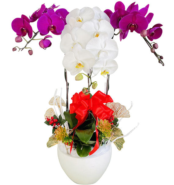 Charming Orchid Garden Pot Vietnamese Flowers