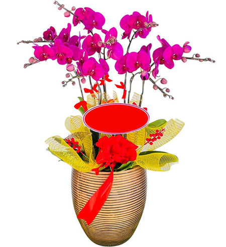Classic Phalaenopsis Orchid Pot Vietnamese Flowers