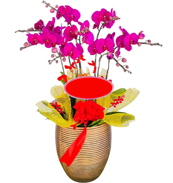 Classic Phalaenopsis Orchid Pot Vietnamese Flowers