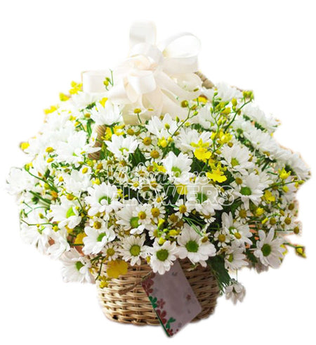 Daisy Flower 05 - Vietnamese Flowers