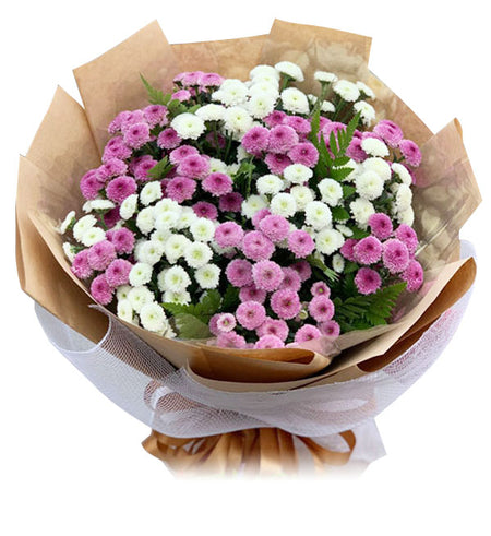 Daisy Flower 13 - Vietnamese Flowers