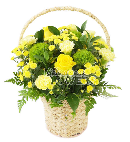 Daisy Flower 19 - Vietnamese Flowers