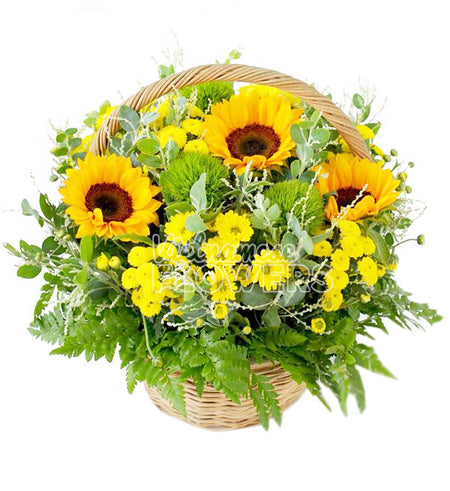 Daisy Flower 24 - Vietnamese Flowers