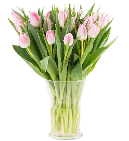 Deluxe Tulip In Vase Vietnam