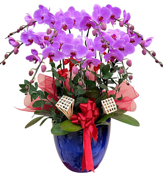 Elegant Orchid Gift Set Vietnamese Flowers