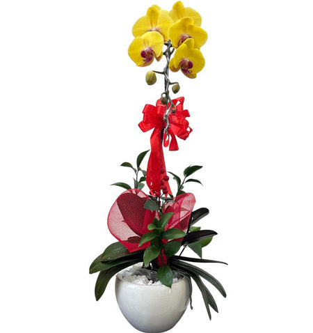 Elegant Phalaenopsis Orchid Pot Vietnamese Flowers