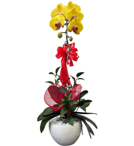 Elegant Potted Orchid for Mom Vietnam