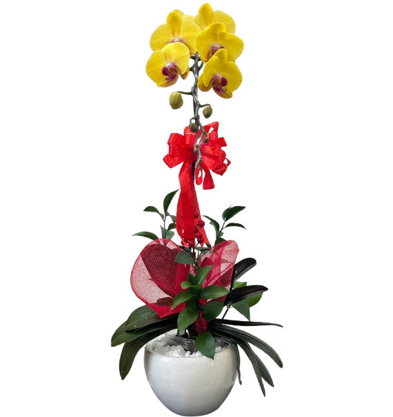 Elegant Potted Orchid for Mom Vietnam