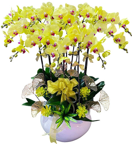 Golden Potted Orchid for Mom Vietnam