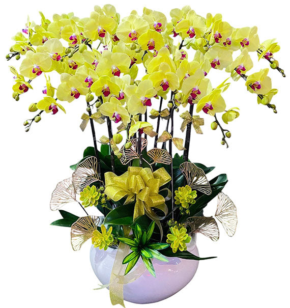 Golden Potted Orchid for Mom Vietnam