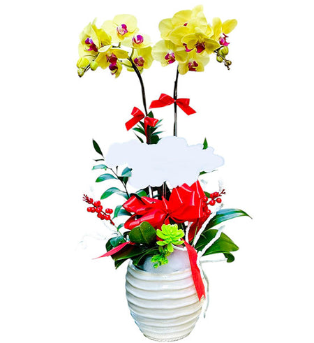 Graceful Orchid Pot For Mom Vietnam