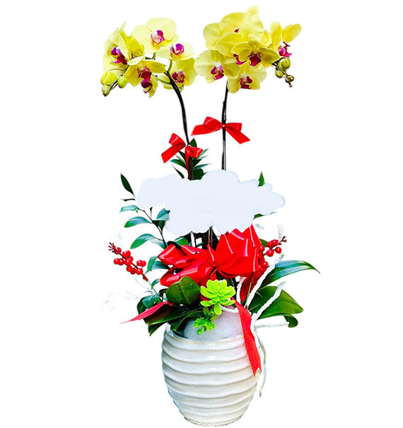 Graceful Orchid Pot For Mom Vietnam