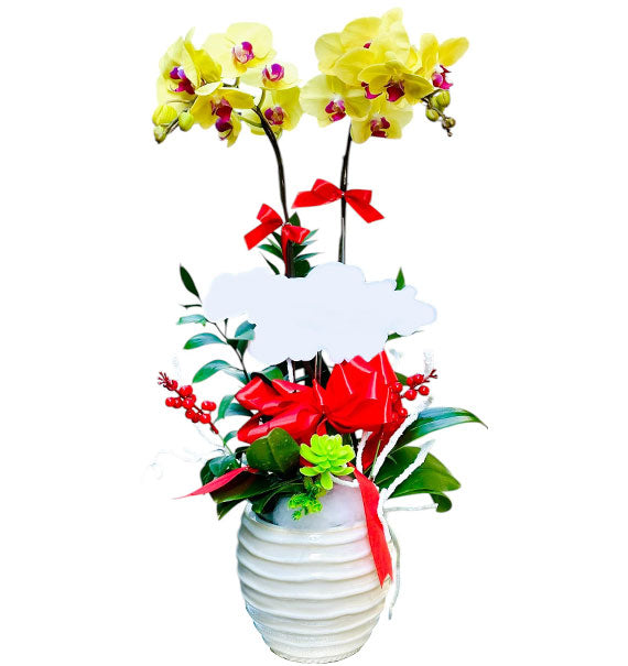 Graceful Orchid Potted Vietnamese Flowers