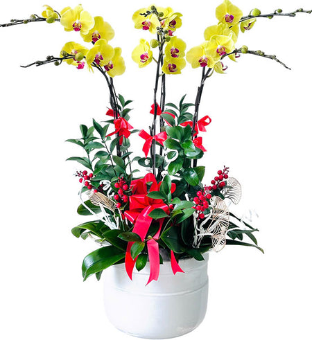 Grand Phalaenopsis Orchid Vietnamese Flowers